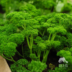 生态欧芹（芹菜）| 绿家自产* Ecological parsley  | Self-production