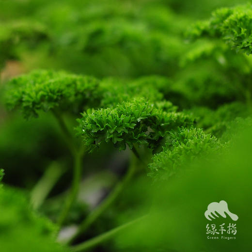 生态欧芹（芹菜）| 绿家自产* Ecological parsley  | Self-production 商品图1