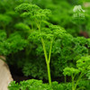 生态欧芹（芹菜）| 绿家自产* Ecological parsley  | Self-production 商品缩略图2