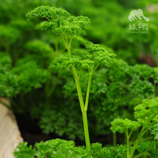 生态欧芹（芹菜）| 绿家自产* Ecological parsley  | Self-production 商品图2