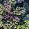 生态羽衣甘蓝 | 绿家自产*ecological curly kale | Self-production 商品缩略图2