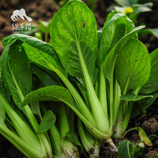 生态小松菜 | 绿家自产* Eco-komatsu dish | Self-production 商品图1