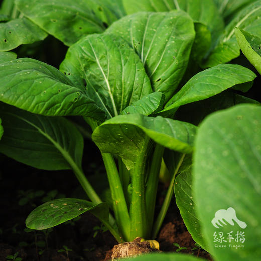 生态小松菜 | 绿家自产* Eco-komatsu dish | Self-production 商品图4