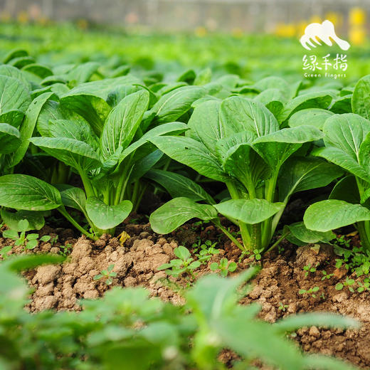 生态小松菜 | 绿家自产* Eco-komatsu dish | Self-production 商品图0