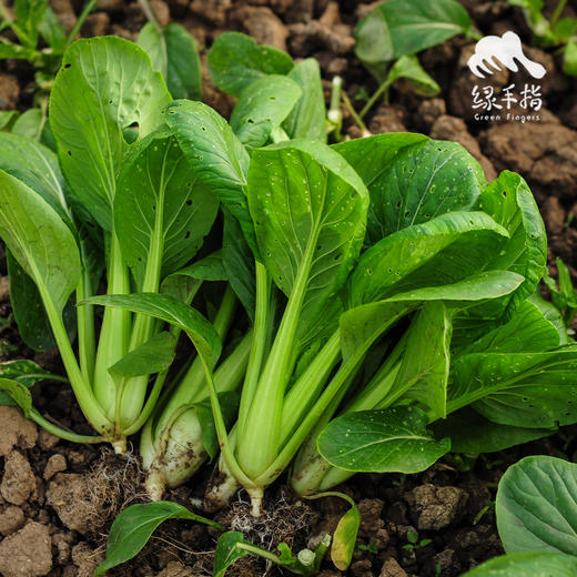 生态小松菜 | 绿家自产* Eco-komatsu dish | Self-production 商品图3