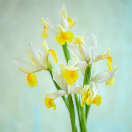 国产精品花材鸢尾花10支 商品图8