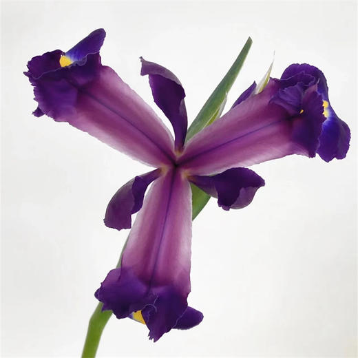 国产精品花材鸢尾花10支 商品图11