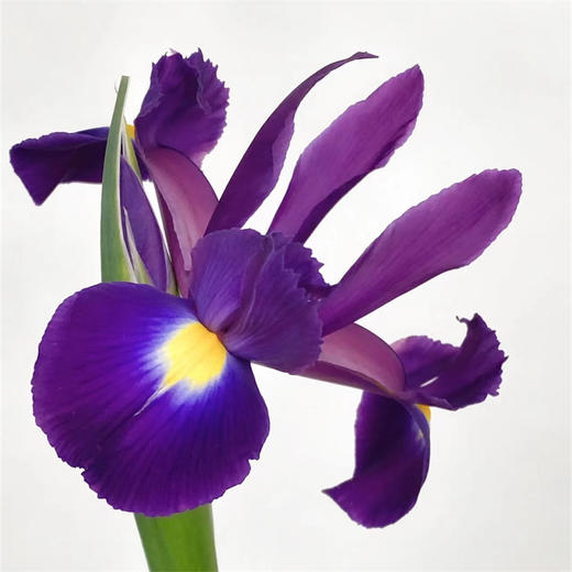 国产精品花材鸢尾花10支 商品图10
