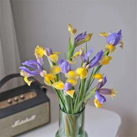 国产精品花材鸢尾花10支