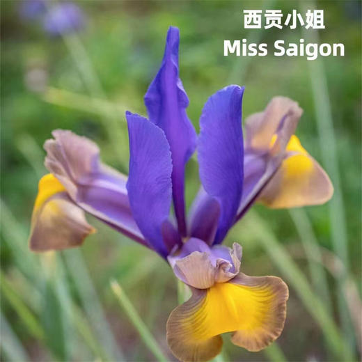 国产精品花材鸢尾花10支 商品图4