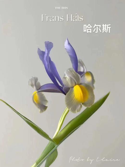 国产精品花材鸢尾花10支 商品图14