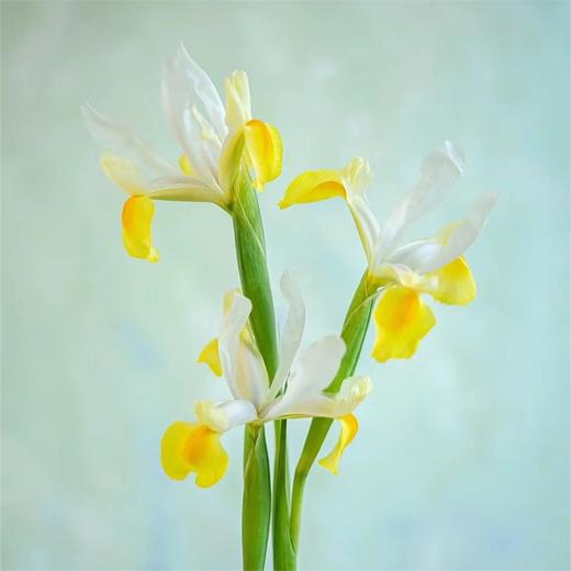 国产精品花材鸢尾花10支 商品图9