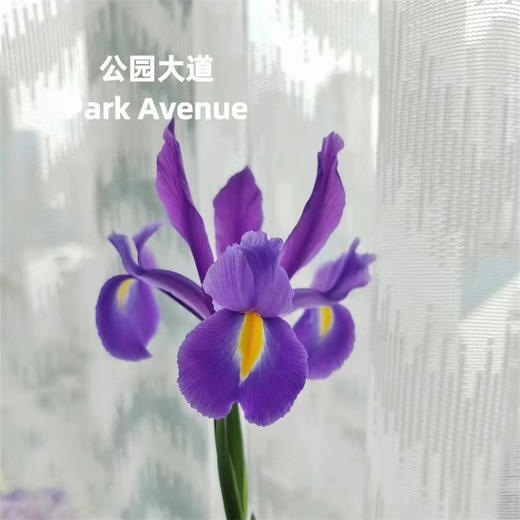 国产精品花材鸢尾花10支 商品图13