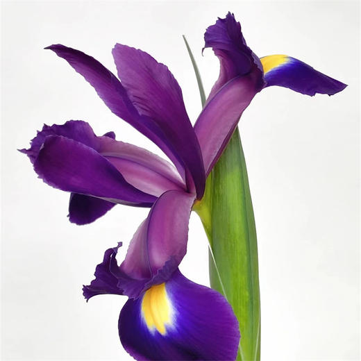 国产精品花材鸢尾花10支 商品图12