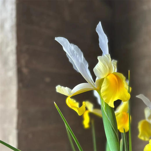 国产精品花材鸢尾花10支 商品图7