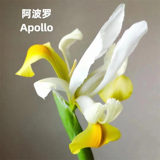 国产精品花材鸢尾花10支 商品图6