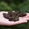 1999年老茶头 商品缩略图3