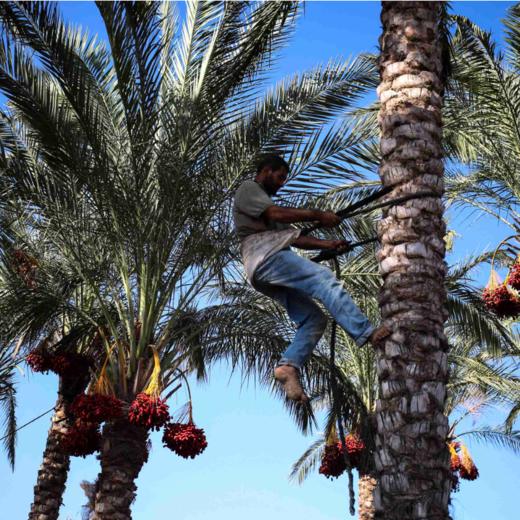 中东「来客椰枣」 1盒约250g 商品图9