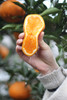 “柑愿”生态耙耙柑 | 细腻多汁 入口化渣 | 浓郁果香风味十足，下单后72小时左右发货 商品缩略图1