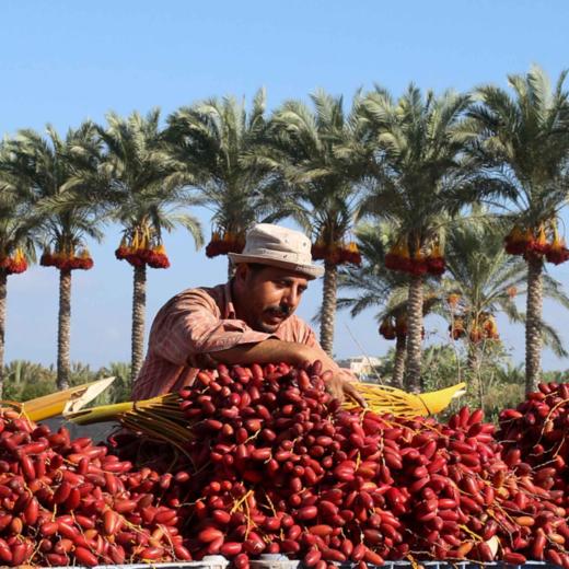 中东「来客椰枣」 1盒约250g 商品图6