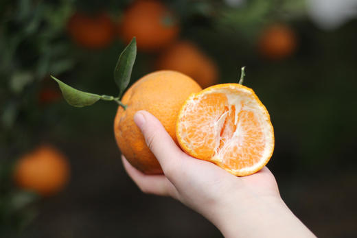 “柑愿”生态耙耙柑 | 细腻多汁 入口化渣 | 浓郁果香风味十足，下单后72小时左右发货 商品图0