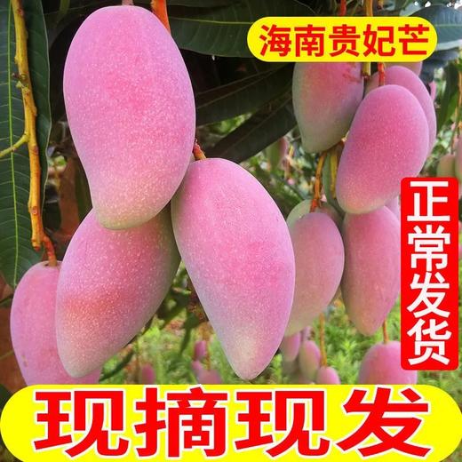 【严选】海南贵妃芒大果单果150g以上带箱5斤/9斤（厂家直发） 商品图0