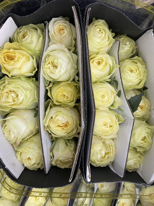 【秒杀福利】奶油杯  20枝 商品图8