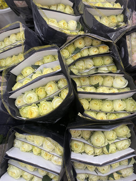 【秒杀福利】奶油杯  20枝 商品图9