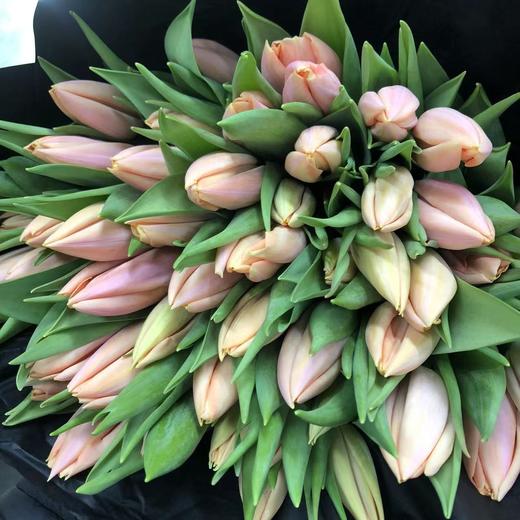 3月8日郁金香-水蜜桃40cm35g Thijs Boots-10支 商品图0