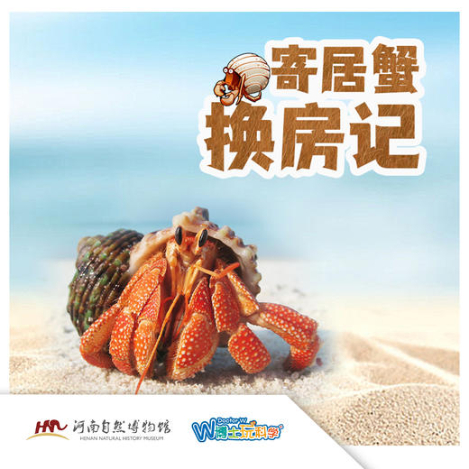 【河南自博-研学】寄居蟹换房记 商品图0