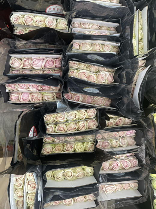 【秒杀福利】粉红雪山 20枝/扎 商品图9