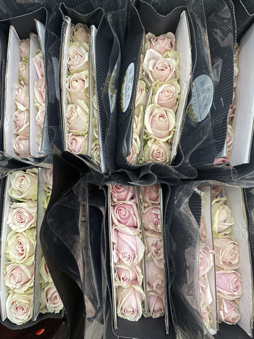 【秒杀福利】粉红雪山 20枝/扎 商品图8