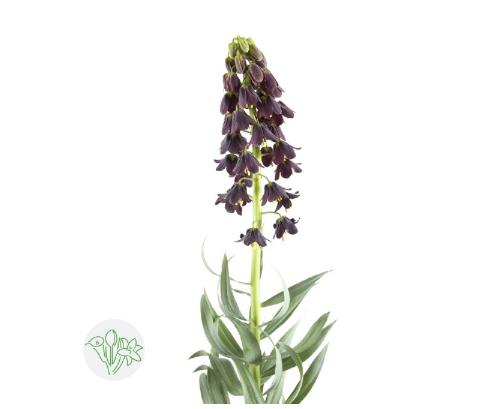 3月15日贝母紫 Persica 75cm-5支 商品图0