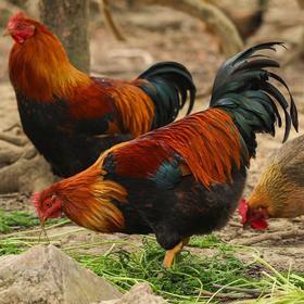 生态清远鸡阉鸡 | 绿家自产* Eco-Chicken | Self-production