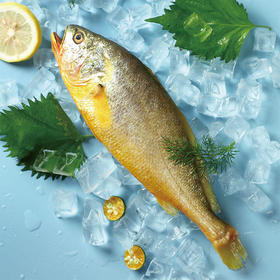 中粮凌鲜东海生态大黄鱼400g