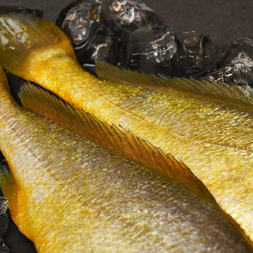 中粮凌鲜东海生态大黄鱼400g 商品图2