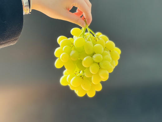 智利空运✈️棉花糖青提，打开盒就是甜甜的清香！果香味浓，带有一股棉花糖的味道 商品图4