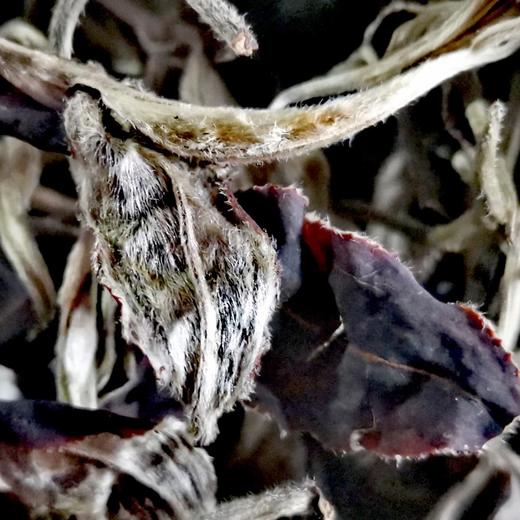 生态茶·大树白茶饼 | 公平贸易*Eco- tea  | Fair trade 商品图1