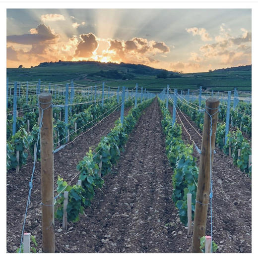 皮埃尔吉拉丹酒庄沃恩罗曼尼苏秀一级园干红葡萄酒 商品图3