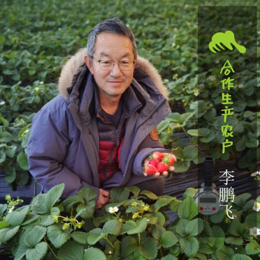 生态河北圆白菜（包菜） | 合作生产*Ecological Cabbage | Coproducted 商品图3