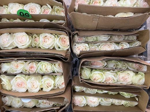 【秒杀福利】白荔枝  20支/扎 商品图10