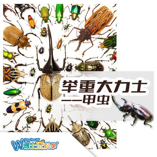 【北京】举重大力士丨甲虫（动物博物馆） 商品图0