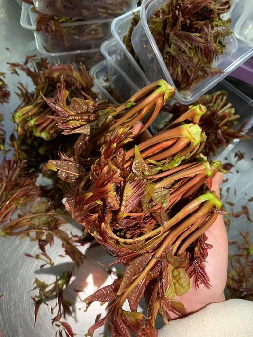 香椿100克 商品图4