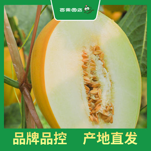 百果园 金美人蜜瓜（中） 商品图6