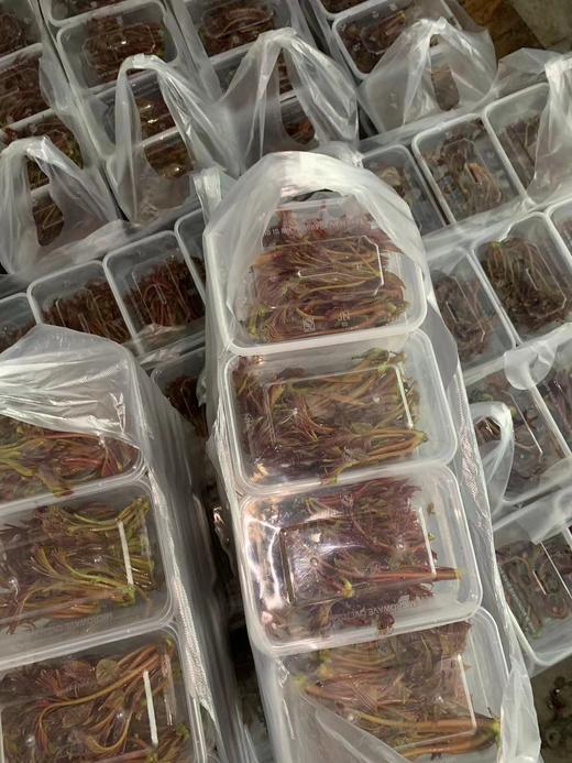 香椿100克 商品图5