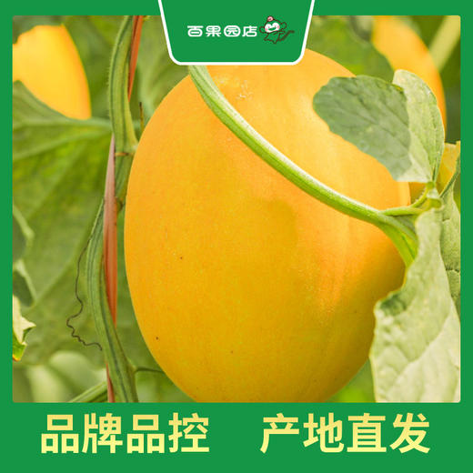 百果园 金美人蜜瓜（中） 商品图5
