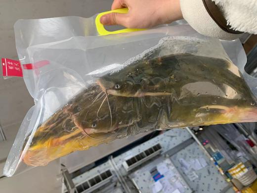 【周五到】千岛湖顶级河鲜 昂刺鱼或土布鱼或老虎鳜或溪石斑鱼 商品图8
