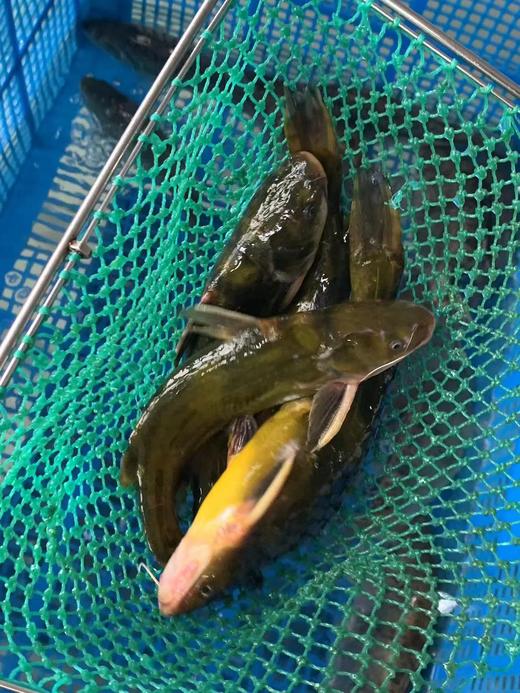 【周五到】千岛湖顶级河鲜 昂刺鱼或土布鱼或老虎鳜或溪石斑鱼 商品图1