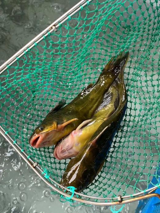 【周五到】千岛湖顶级河鲜 昂刺鱼或土布鱼或老虎鳜或溪石斑鱼 商品图4