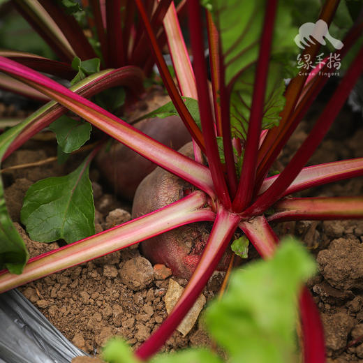 生态甜菜根（包邮） |绿家自产*Ecological Beetroot | Self-production 商品图3